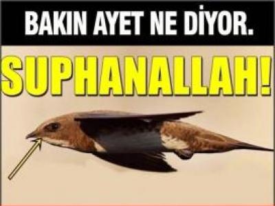 Ebabil kuşlarının gelmesi