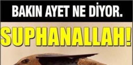 Ebabil kuşlarının gelmesi
