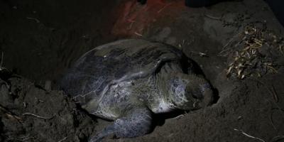 Deniz kaplumbağaları Doğu Akdeniz sahillerine yumurta bırakmaya başladı