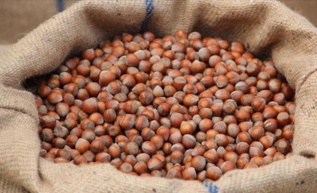 Fındık ihracatında 1,4 milyar doları aşkın gelir elde edildi